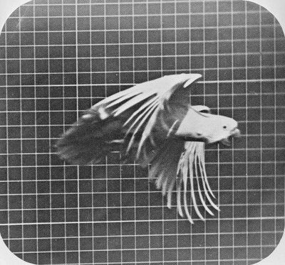 Cockatoo in flight, from 